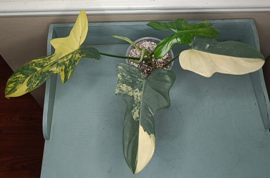 Philodendron Bipennifolium