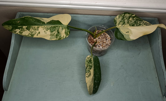 Philodendron Domesticum