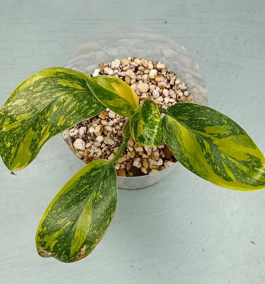 Philodendron Green Congo Hybrid Nicki Ann Murgach