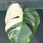 Monstera Albo #1