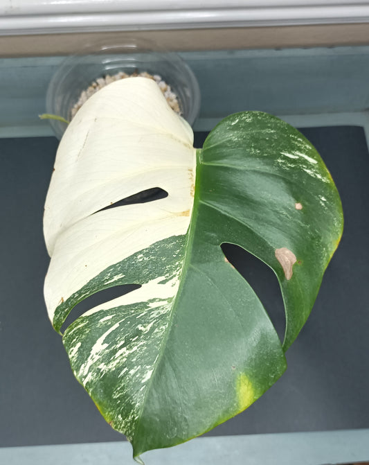 Monstera Albo #1