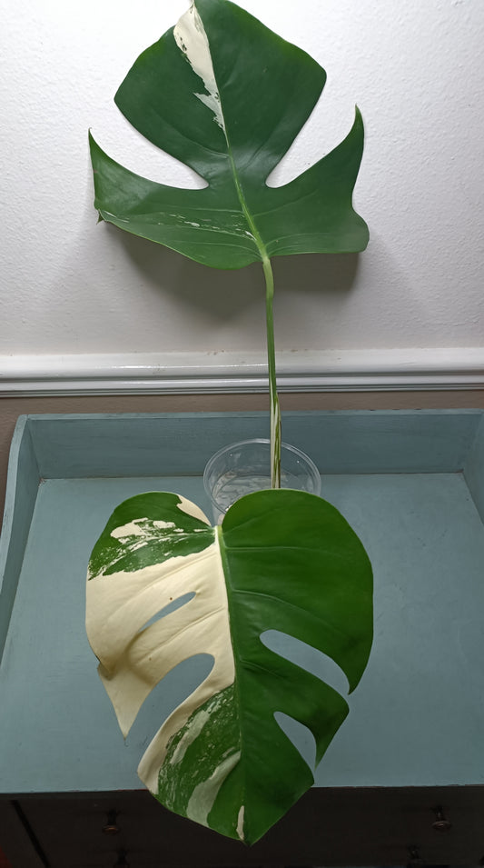 Monstera Albo Top Cut #2