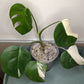 Monstera Albo #3