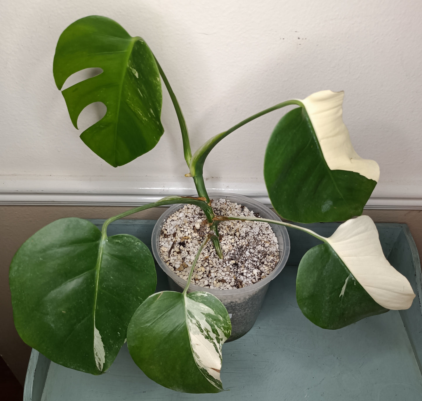 Monstera Albo #3