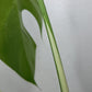 Monstera Albo #3