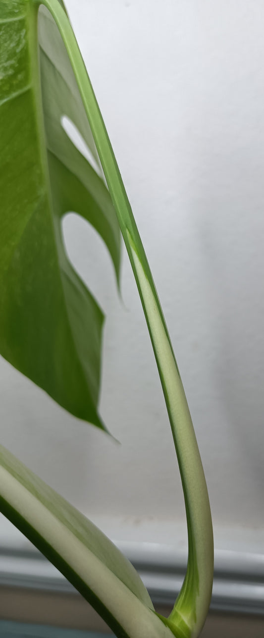 Monstera Albo #3