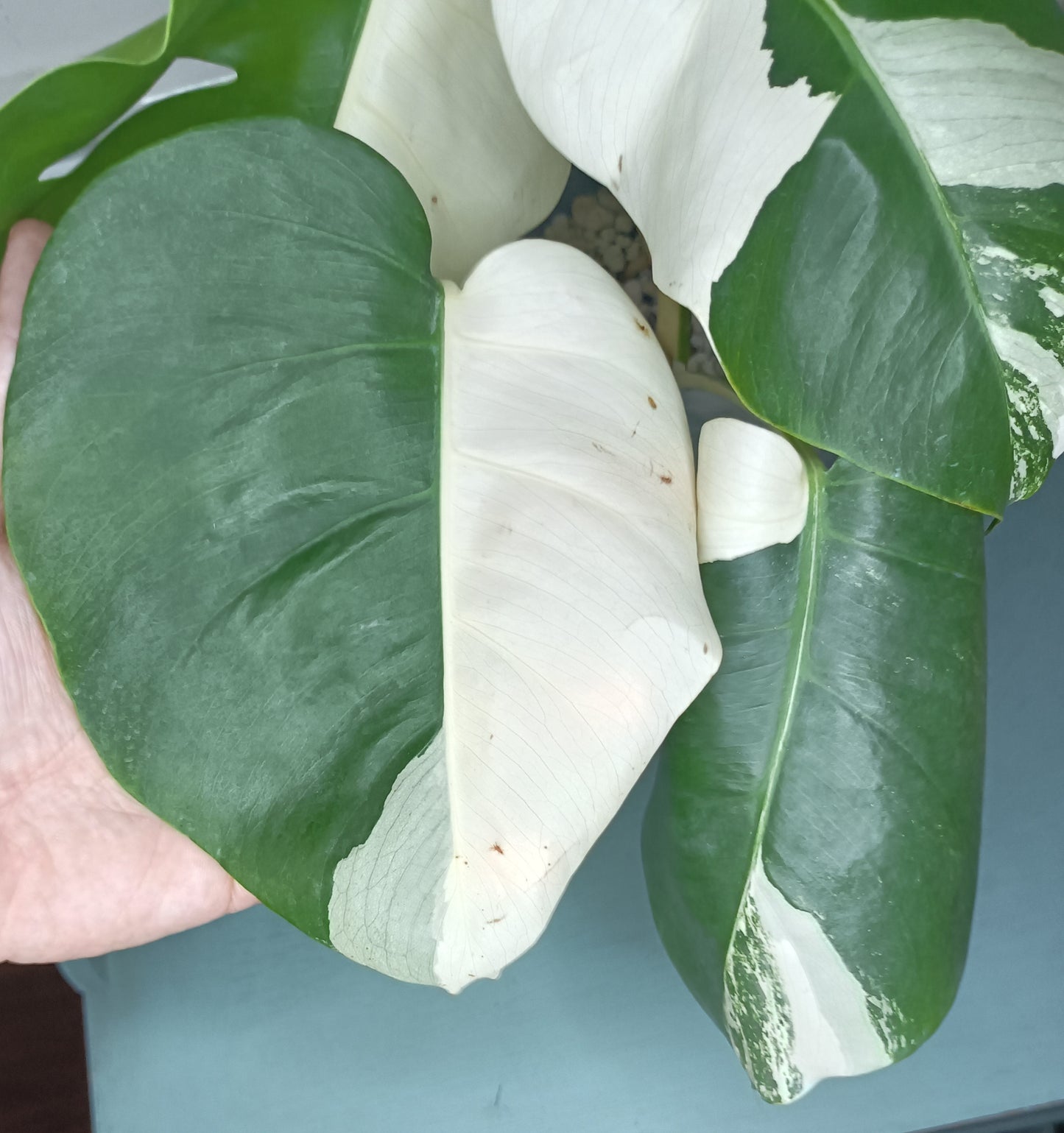 Monstera Albo #4