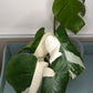 Monstera Albo #4