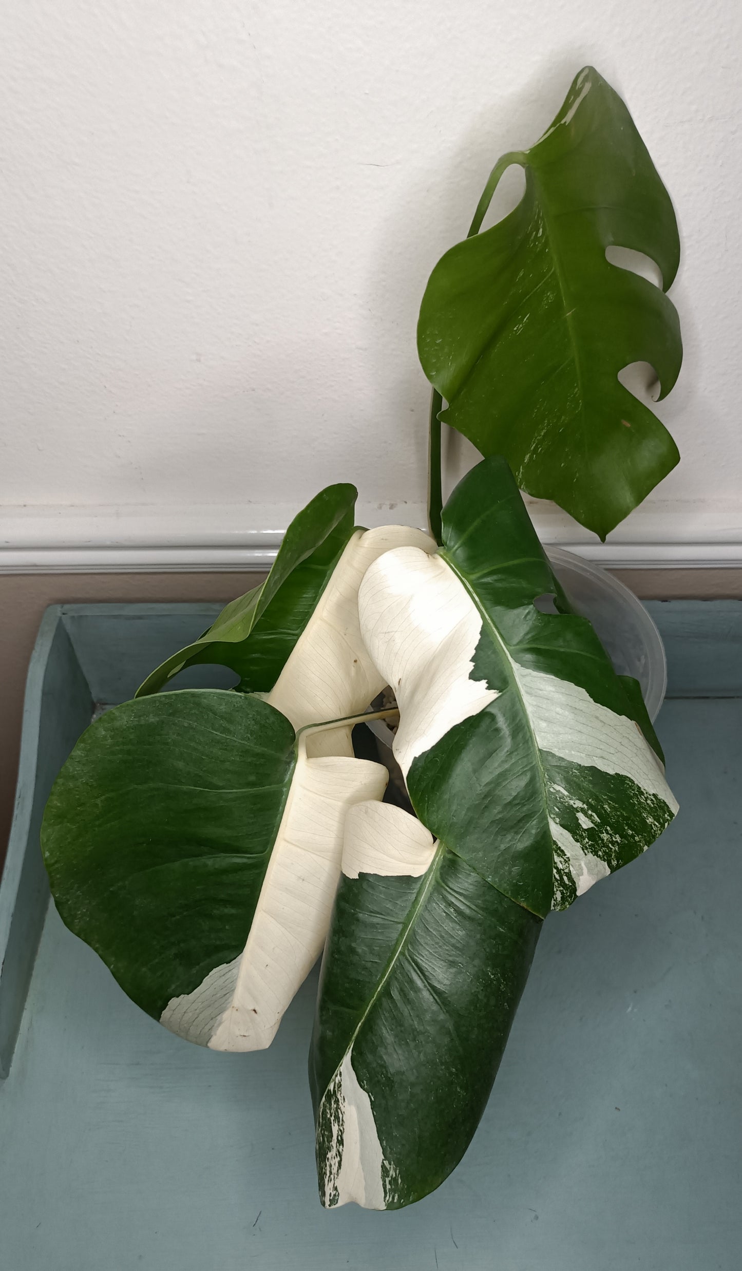 Monstera Albo #4