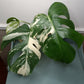 Monstera Albo #5