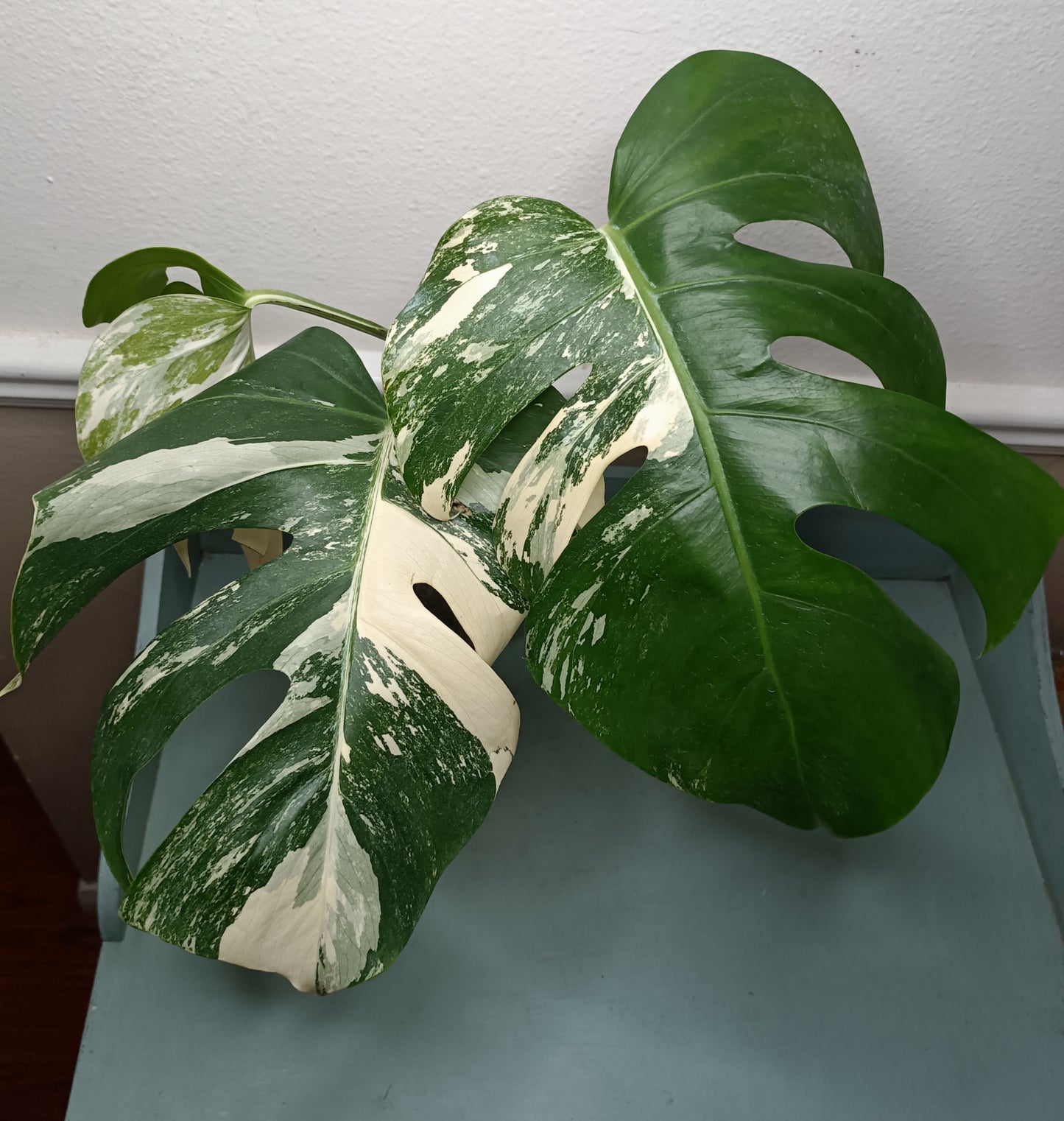 Monstera Albo #5