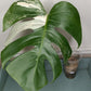 Monstera Albo #6