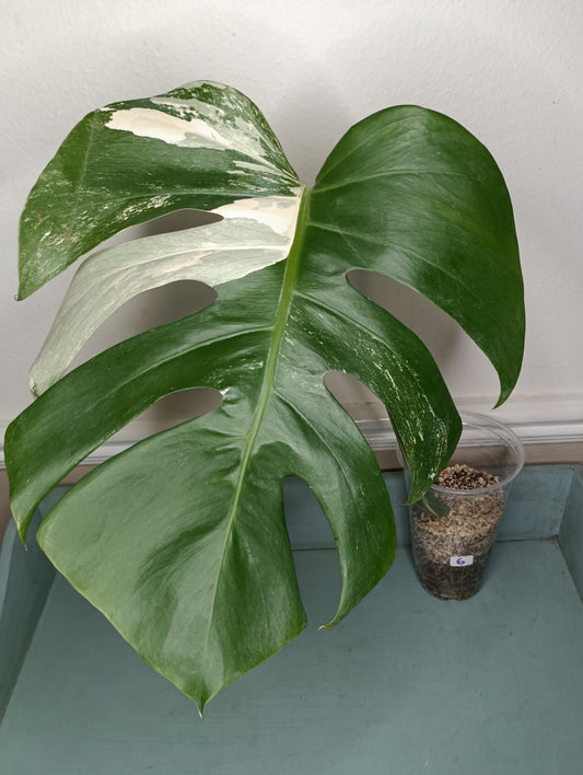 Monstera Albo #6