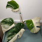 Monstera Albo #7