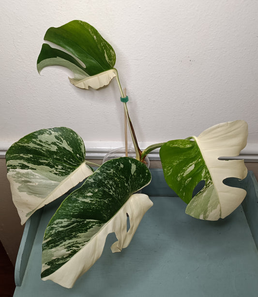 Monstera Albo #7