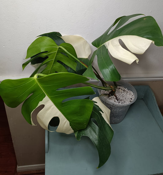 Monstera Albo #8