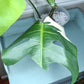 Monstera Albo #8