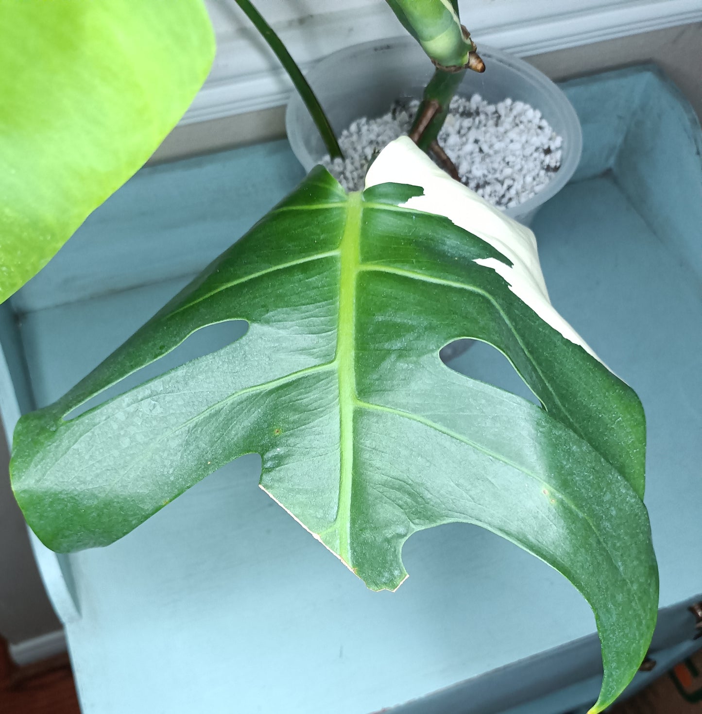 Monstera Albo #8