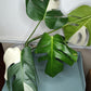 Monstera Albo #8