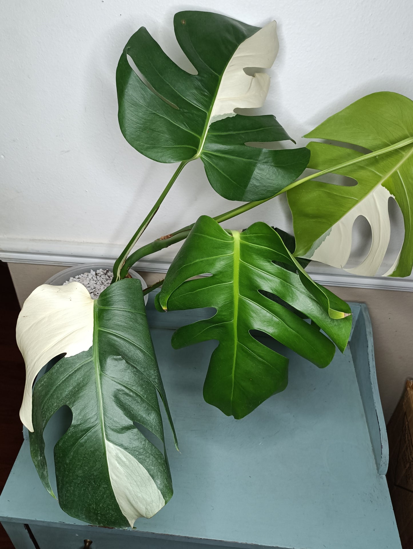 Monstera Albo #8