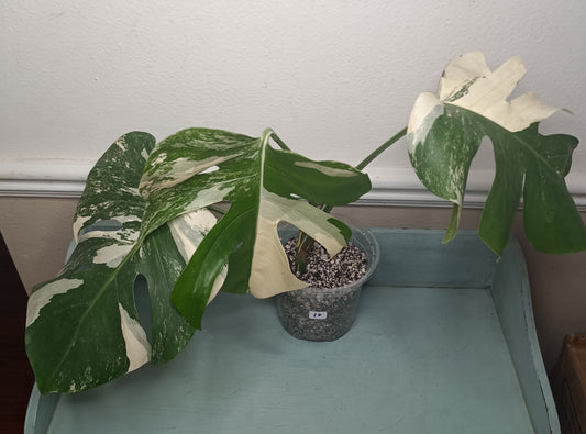 Monstera Albo #10