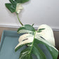 Monstera Albo Top Cut #11