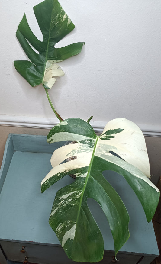 Monstera Albo Top Cut #11