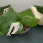 Monstera Albo #12 Thai con #8 Reserved Rancey Hereford-Hoit