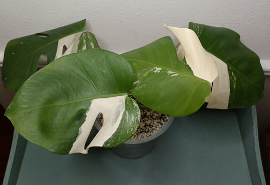 Monstera Albo #12 Thai con #8 Reserved Rancey Hereford-Hoit