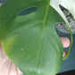 Monstera Albo #12 Thai con #8 Reserved Rancey Hereford-Hoit