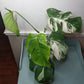 5 leaf Monstera Albo