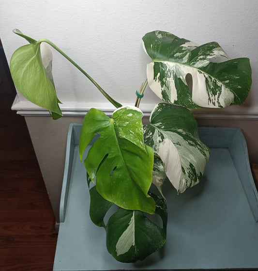 5 leaf Monstera Albo