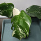 Monstera Albo Top Cut #15