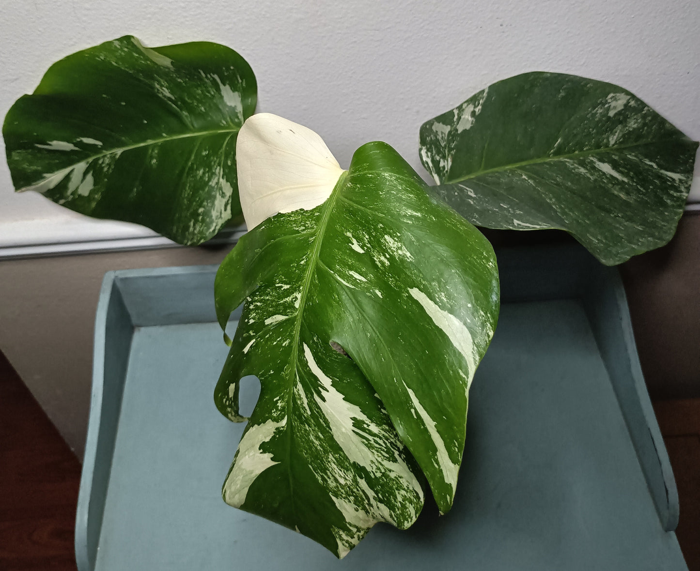 Monstera Albo Top Cut #15