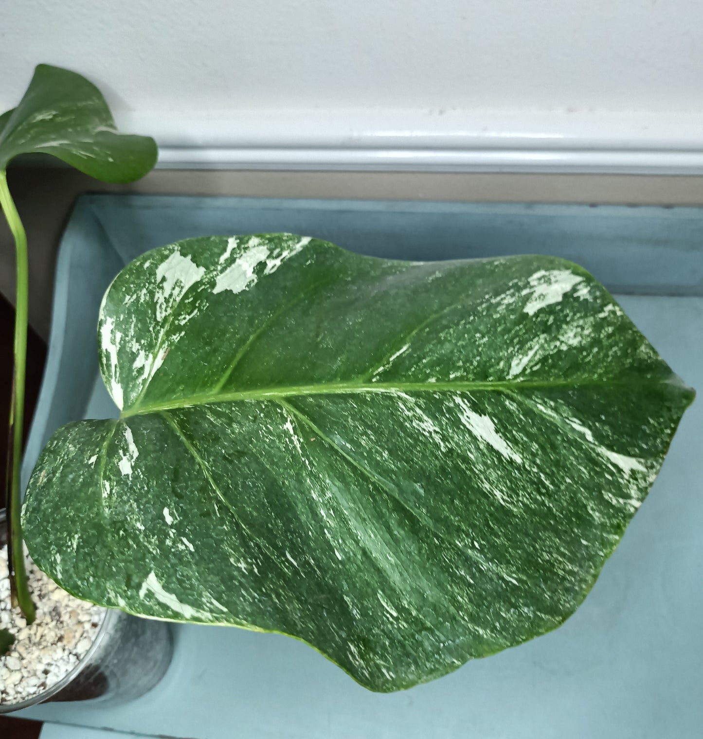 Monstera Albo Top Cut #15