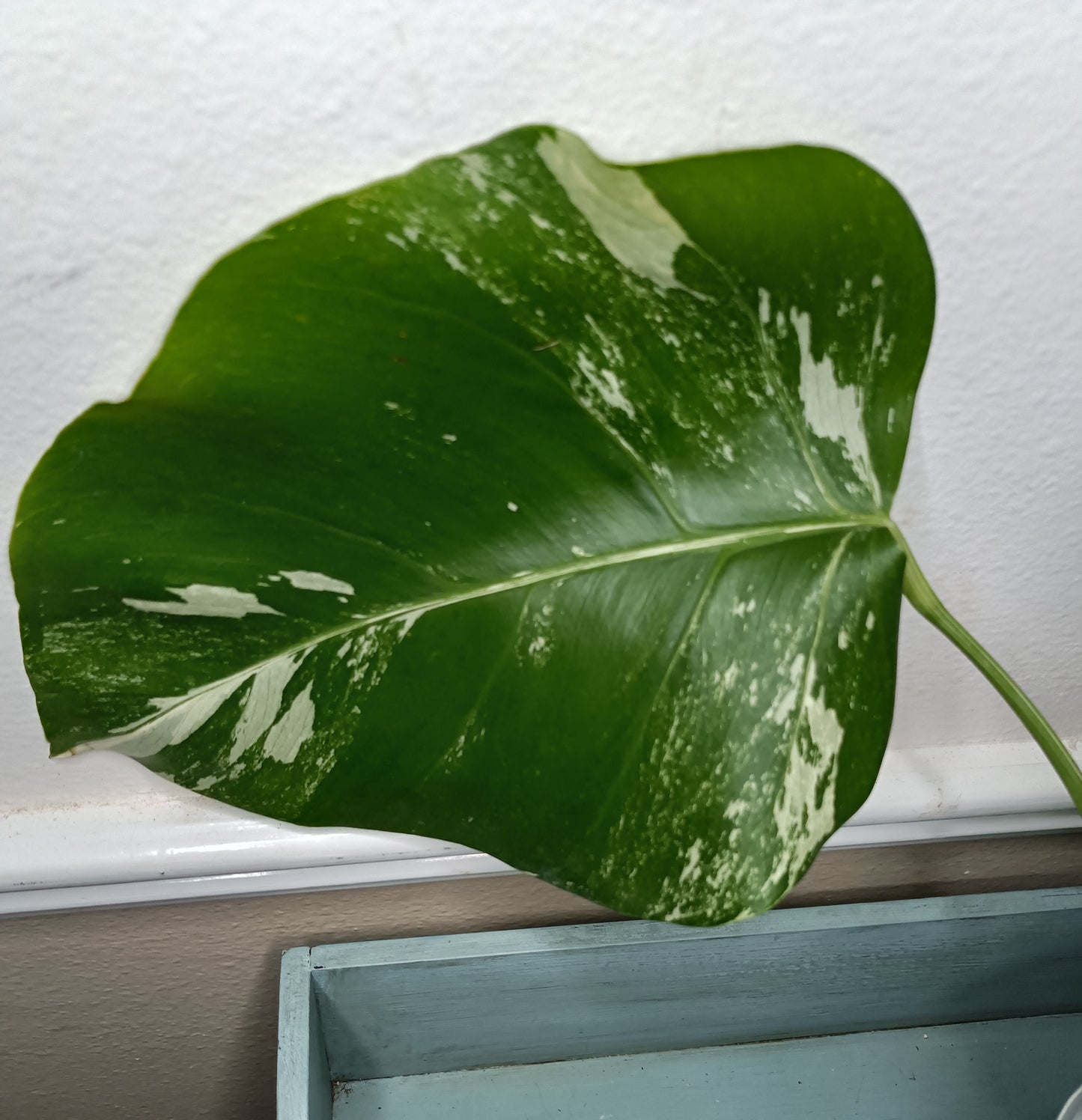 Monstera Albo Top Cut #15