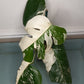 Monstera Albo Top Cut