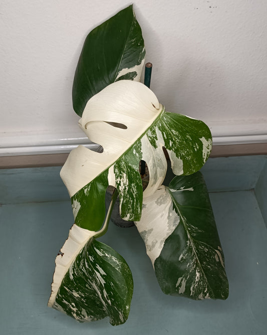 Monstera Albo Top Cut