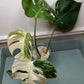 Monstera Albo #18