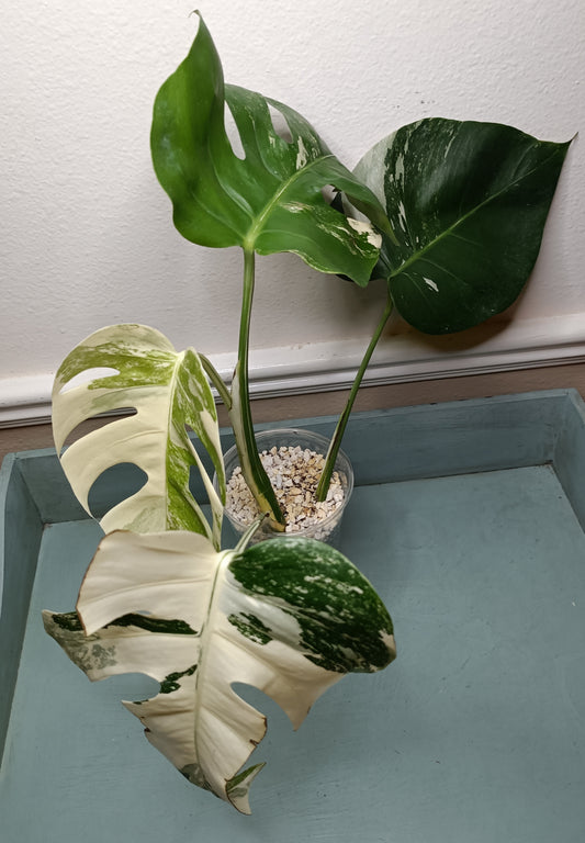 Monstera Albo #18