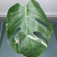 Monstera Albo Mid Cut