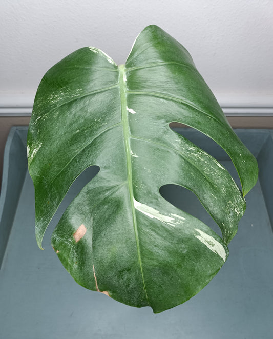 Monstera Albo Mid Cut