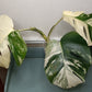 Three Leaf Monstera Albo Top Cut