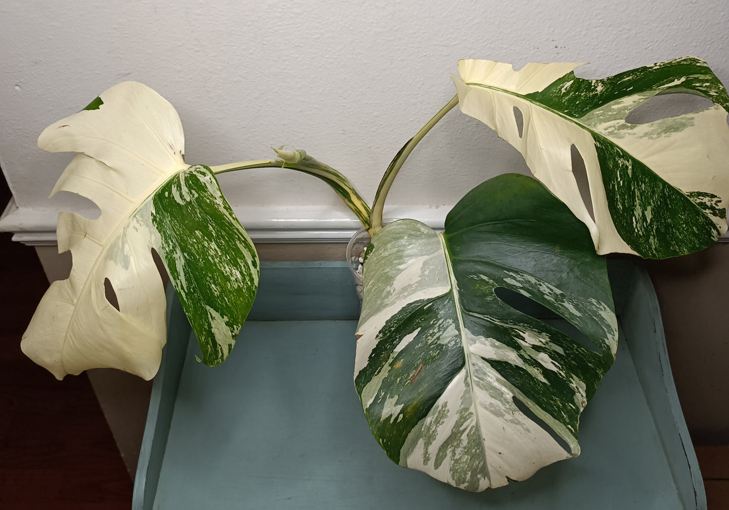 Three Leaf Monstera Albo Top Cut