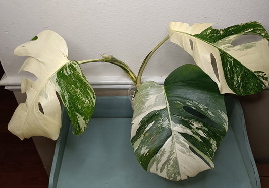 Three Leaf Monstera Albo Top Cut