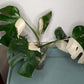 Monstera Albo Top Cut 6 leaf