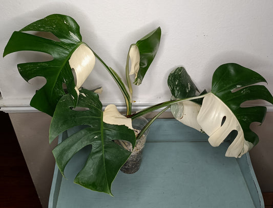 Monstera Albo Top Cut 6 leaf