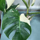 Monstera Albo Top Cut 6 leaf