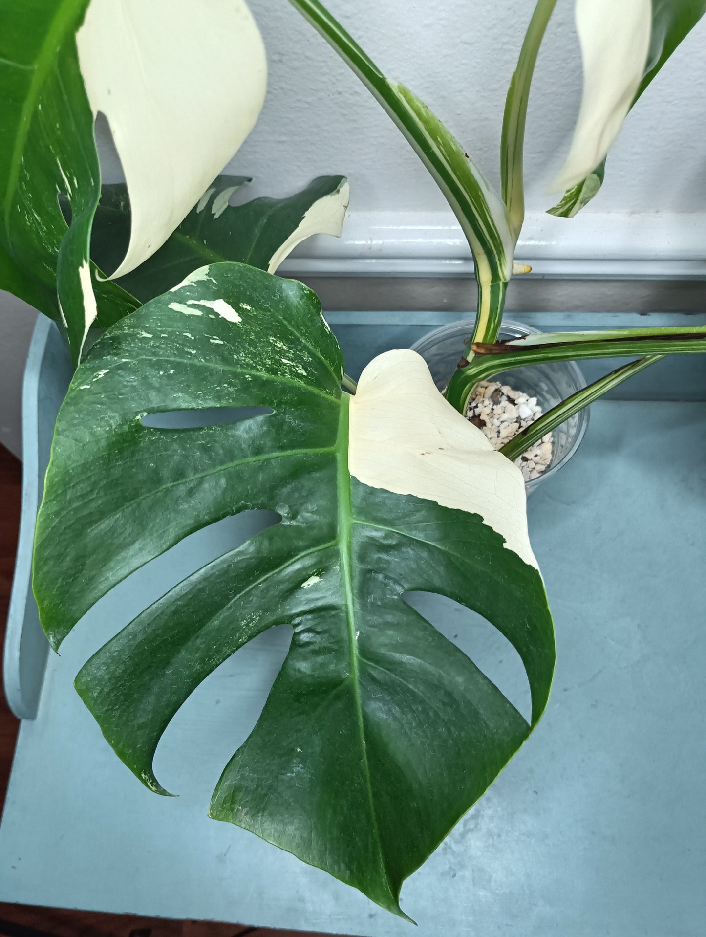 Monstera Albo Top Cut 6 leaf