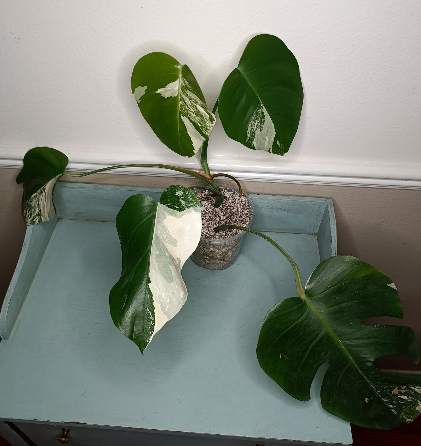 5 leaf Monstera Albo